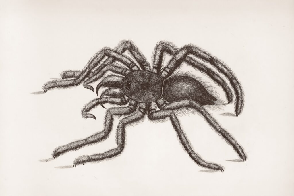 General Research Division, The New York Public Library. "Aranea: Aranea avicularia." The New York Public Library Digital Collections. 1809. https://digitalcollections.nypl.org/items/b00d7ce0-c6b7-012f-b835-58d385a7bc34